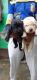Labrador Retriever Puppies for sale in Arjan Garh, Aya Nagar, New Delhi, Delhi, India. price: 10 INR