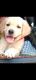 Labrador Retriever Puppies for sale in Caranzalem, Taleigao, Goa, India. price: 15000 INR