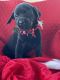 Labrador Retriever Puppies for sale in Dade City, FL, USA. price: NA