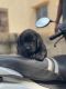 Labrador Retriever Puppies for sale in Hebbal, Bengaluru, Karnataka, India. price: 20000 INR