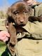 Labrador Retriever Puppies for sale in Tazewell, VA, USA. price: $800