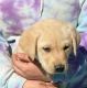 Labrador Retriever Puppies for sale in Baltimore, MD, USA. price: $600