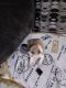 Labrador Retriever Puppies for sale in 610 Holcomb Bridge Rd, Roswell, GA 30076, USA. price: $700