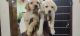 Labrador Retriever Puppies for sale in Kalyan Nagar, Bengaluru, Karnataka 560043, India. price: 6000 INR