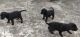 Labrador Retriever Puppies for sale in Patia, Bhubaneswar, Odisha, India. price: 10000 INR