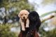 Labrador Retriever Puppies for sale in Kochi, Kerala, India. price: 16000 INR
