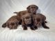 Labrador Retriever Puppies for sale in Kent, WA, USA. price: $1,500