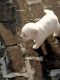 Labrador Retriever Puppies for sale in Chandigarh, Punjab 148023, India. price: 8000 INR
