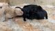 Labrador Retriever Puppies for sale in Emery, SD 57332, USA. price: NA