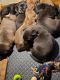 Labrador Retriever Puppies for sale in Yelm, WA, USA. price: $400