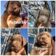 Labrador Retriever Puppies for sale in Anna, TX 75409, USA. price: $1,200