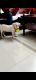 Labrador Retriever Puppies for sale in Pai Layout, Mahadevapura, Bengaluru, Karnataka 560016, India. price: 10000 INR