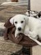Labrador Retriever Puppies for sale in Katy, TX, USA. price: $600