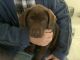 Labrador Retriever Puppies for sale in Pflugerville, TX, USA. price: NA