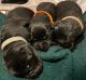 Labrador Retriever Puppies for sale in Crystal River, FL, USA. price: $1,350