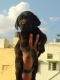 Labrador Retriever Puppies for sale in J. P. Nagar, Bengaluru, Karnataka 560078, India. price: NA