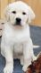 Labrador Retriever Puppies for sale in Mid Michigan, Midland, MI 48640, USA. price: NA