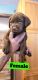 Labrador Retriever Puppies for sale in Downing, WI, USA. price: $750