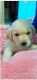 Labrador Retriever Puppies for sale in Bahadurgarh, 124507, India. price: 18000 INR