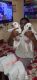 Labrador Retriever Puppies for sale in Guntur, Andhra Pradesh, India. price: NA