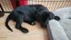 Labrador Retriever Puppies for sale in Clover, SC 29710, USA. price: $1,000