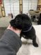 Labrador Retriever Puppies for sale in Creal Springs, IL 62922, USA. price: NA