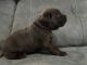 Labrador Retriever Puppies for sale in Kissimmee, FL, USA. price: NA