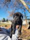 Labrador Retriever Puppies for sale in Boise, ID 83703, USA. price: $800