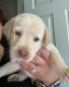 Labrador Retriever Puppies for sale in San Dimas, CA, USA. price: $700