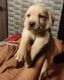 Labrador Retriever Puppies for sale in Moti Doongri Rd, Gangawal Park, Adarsh Nagar, Jaipur, Rajasthan 302007, India. price: 8000 INR