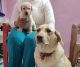 Labrador Retriever Puppies for sale in Brahmapur, Odisha, India. price: 15599 INR