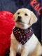 Labrador Retriever Puppies for sale in Owosso, MI 48867, USA. price: $1,500