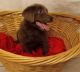 Labrador Retriever Puppies for sale in Weaverville, NC 28787, USA. price: NA
