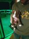Labrador Retriever Puppies for sale in OK-117, Sapulpa, OK, USA. price: $250