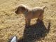 Labrador Retriever Puppies for sale in Hays, KS 67601, USA. price: NA
