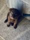 Labrador Retriever Puppies for sale in Fayetteville, NC, USA. price: $1,200