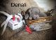 Labrador Retriever Puppies for sale in Hermosa, SD 57744, USA. price: NA