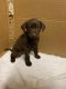 Labrador Retriever Puppies for sale in Albert Lea, MN 56007, USA. price: $600