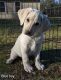 Labrador Retriever Puppies for sale in Wagener, SC 29164, USA. price: $800