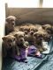 Labrador Retriever Puppies for sale in Ravenna, MI 49451, USA. price: NA