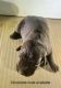 Labrador Retriever Puppies for sale in Worthington, MN, USA. price: NA