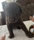 Labrador Retriever Puppies for sale in Lakewood, CA, USA. price: NA