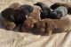 Labrador Retriever Puppies for sale in Waddell, AZ 85355, USA. price: $1,500