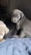Labrador Retriever Puppies for sale in Connersville, IN 47331, USA. price: $1,100