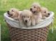 Labrador Retriever Puppies for sale in 203 US-1, Norlina, NC 27563, USA. price: NA