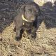 Labrador Retriever Puppies for sale in Moundridge, KS 67107, USA. price: $400