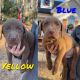 Labrador Retriever Puppies for sale in Jackson, GA 30233, USA. price: NA