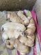 Labrador Retriever Puppies for sale in Chinar Park, Rajarhat, Kolkata, West Bengal, India. price: 10000 INR