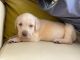 Labrador Retriever Puppies for sale in Hadapsar, Pune, Maharashtra, India. price: 13000 INR