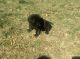 Labrador Retriever Puppies for sale in 1025 Browns Ridge Rd, Greeneville, TN 37743, USA. price: NA